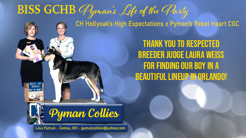 Pyman Collies -- GCHB Pyman's Life Of The Party