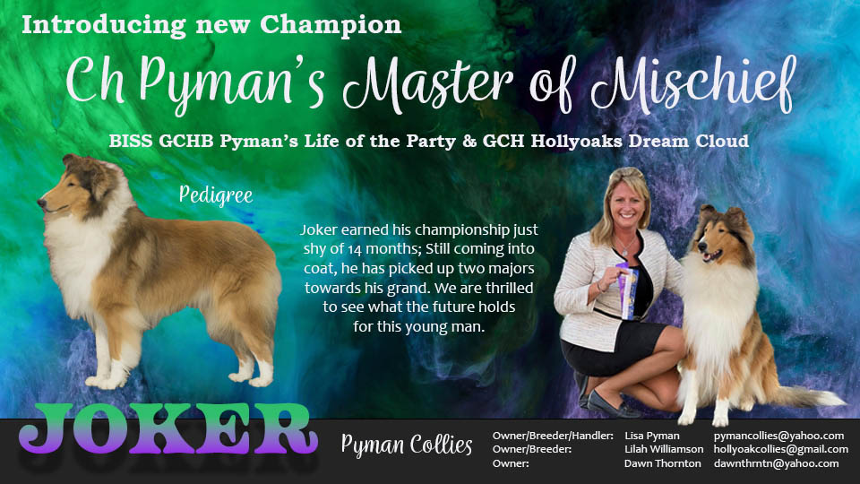 Pyman Collies / Hollyoak Collies -- CH Pyman's Master Of Mischief