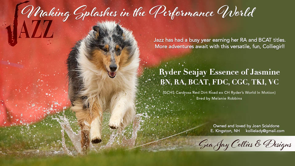 SeaJay Collies -- Ryder Seajay Essence of Jasmine - BN RA BCAT FDC CGC TKI VC