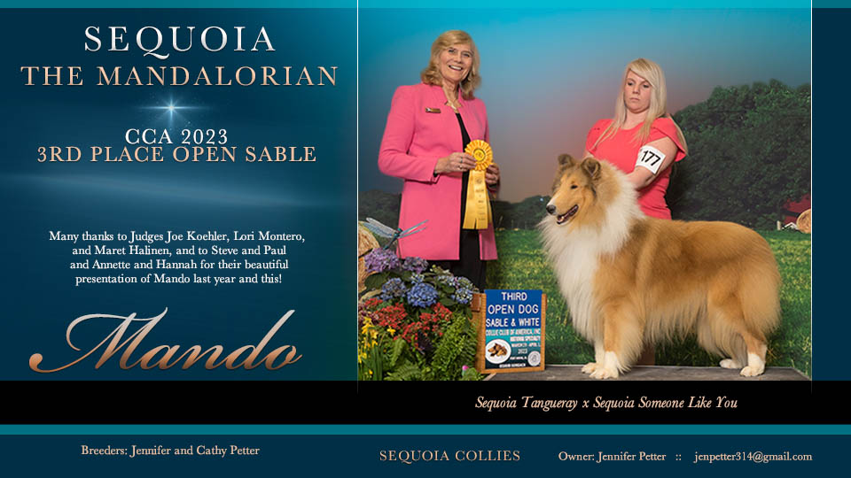 Sequoia Collies -- Sequoia The Mandalorian