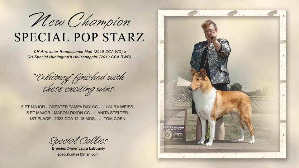 Special Collies -- CH Special Pop Starz