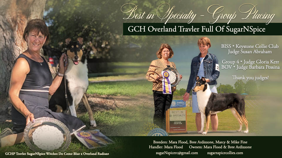 SugarNSpice Collies -- GCH Overland Travler Full Of SugarNSpice