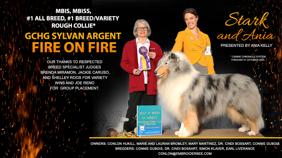 Sylvan Collies / Argent Collies -- GCHG Sylvan Argent Fire On Fire