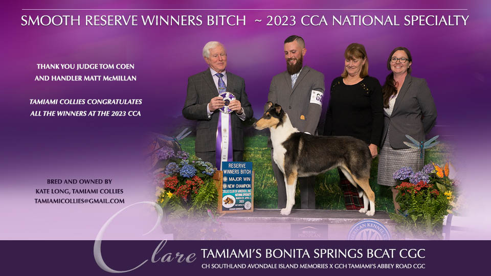 Tamiami Collies -- Tamiami's Bonita Springs BCAT CGC
