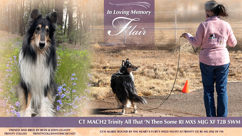 Trinity Collies -- In loving memory of CT MACH2 Trinity All That &lsquo;N Then Some RI MXS MJG XF T2B SWM