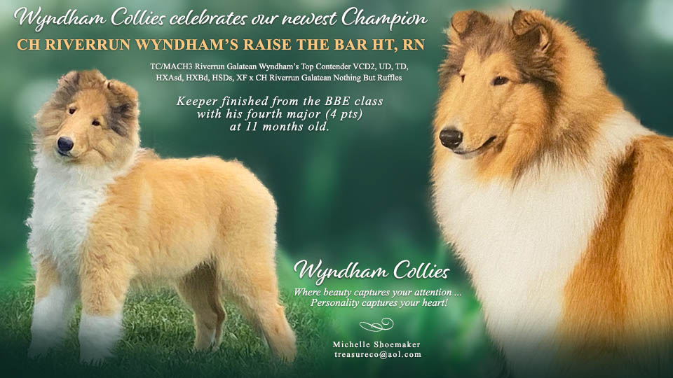 Wyndham Collies -- CH Riverrun Wyndham's Raise The Bar HT RN