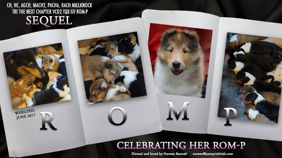 Noreen Bennett -- CH HC AGCH MACH2 PACH6 RACH Millknock Tri The Next Chapter VCD2 TQX GV ROM-P