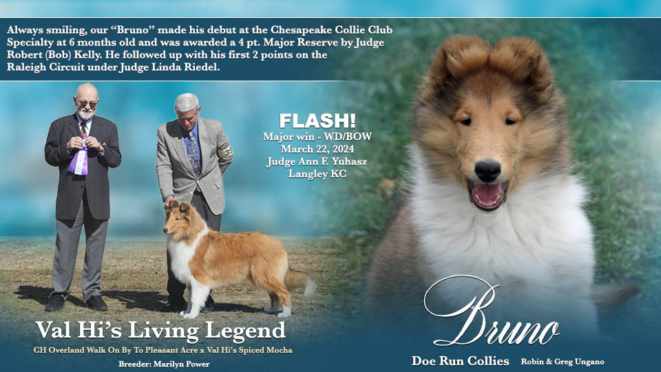 Doe Run Collies -- Val Hi's Living Legend