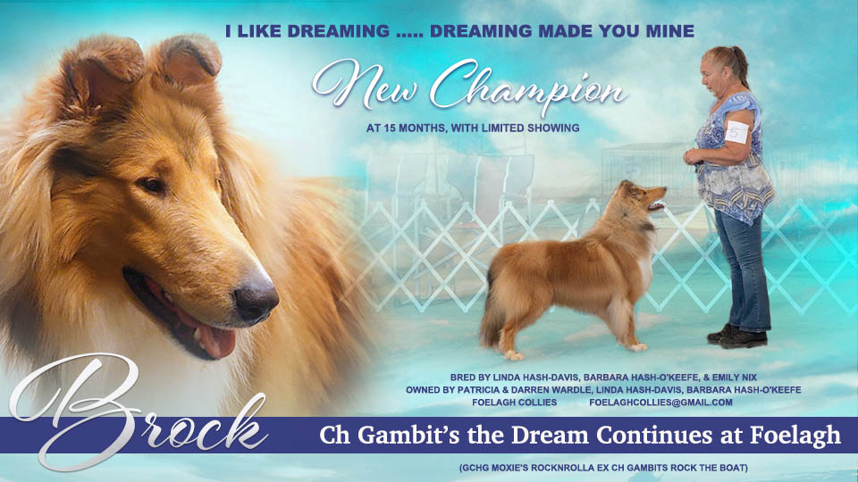 Foelagh Collies / Gambit Collies -- CH Gambit's The Dream Continues At Foelagh