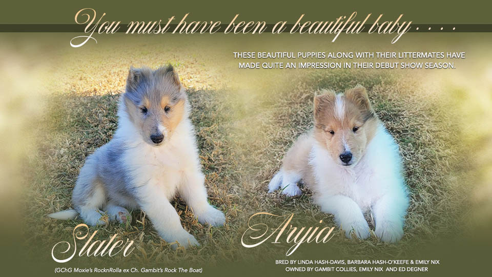 Gambit Collies -- CH Gambit's Rock You Like A Hurricane / CH Gambit's Sugar Rush