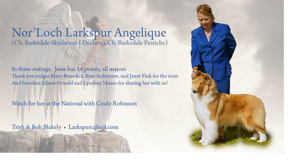 Larkspur Collies -- Nor'Loch Larkspur Angelique