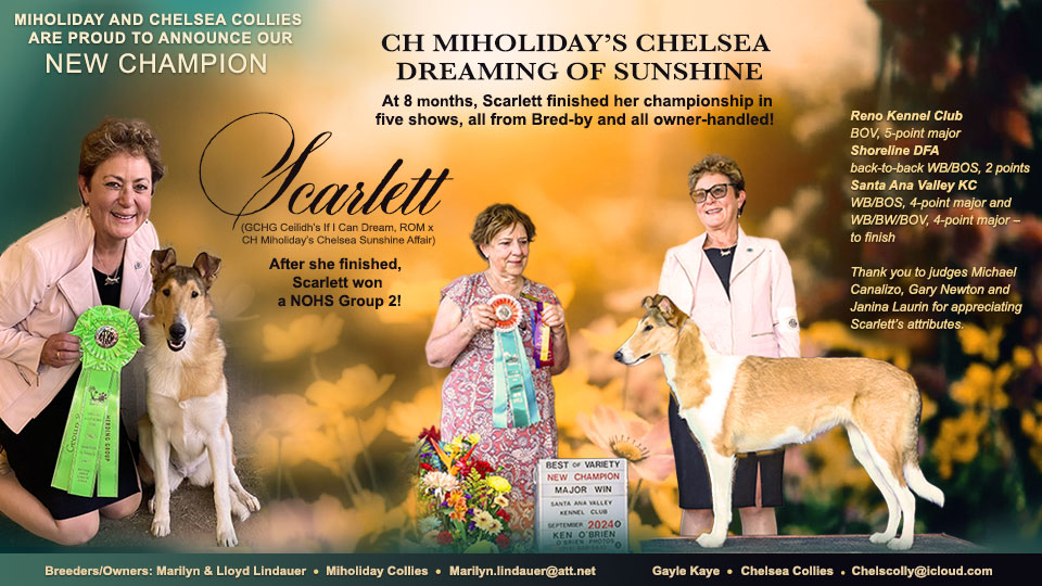 Miholiday Collies / Chelsea Collies -- CH MiHoliday's Chelsea Dreaming Of Sunshine