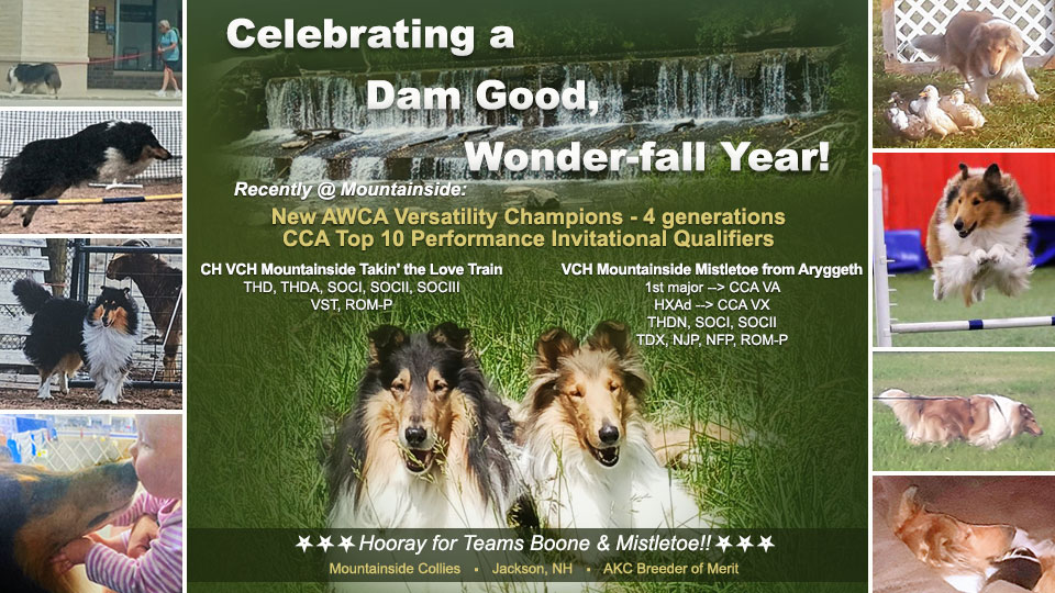 Mountainside Collies -- CH VCH Mountainside Takin' the Love TrainTHD, THDA, SOCI, SOCII, SOCIII VST, ROM-P / VCH Mountainside Mistletoe from Aryggeth THDN, SOCI, SOCIITDX, NJP, NFP, ROM-P