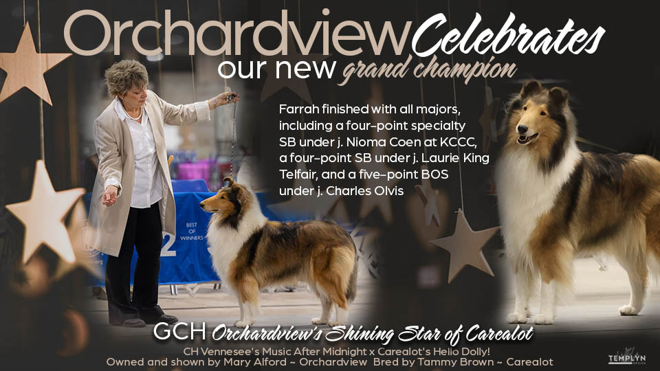 Orchardview Collies -- GCH Orchardview Shing Star Of Carealot