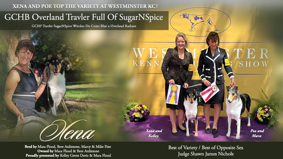SugarNSpice Collies / Moxie Collies -- GCHB Overland Travler Full Of SugarNSpice /  GCHP Travler SugarNSpice Witches Do Come Blue