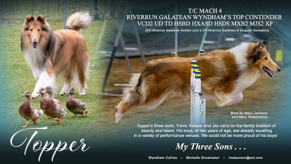 Wyndham Collies -- T/C MACH4 Riverrun Galatean Wyndham&rsquo;s Top Contender VCD2 UD TD HSBd HXAsd HSds MXB2 MJS2 XF