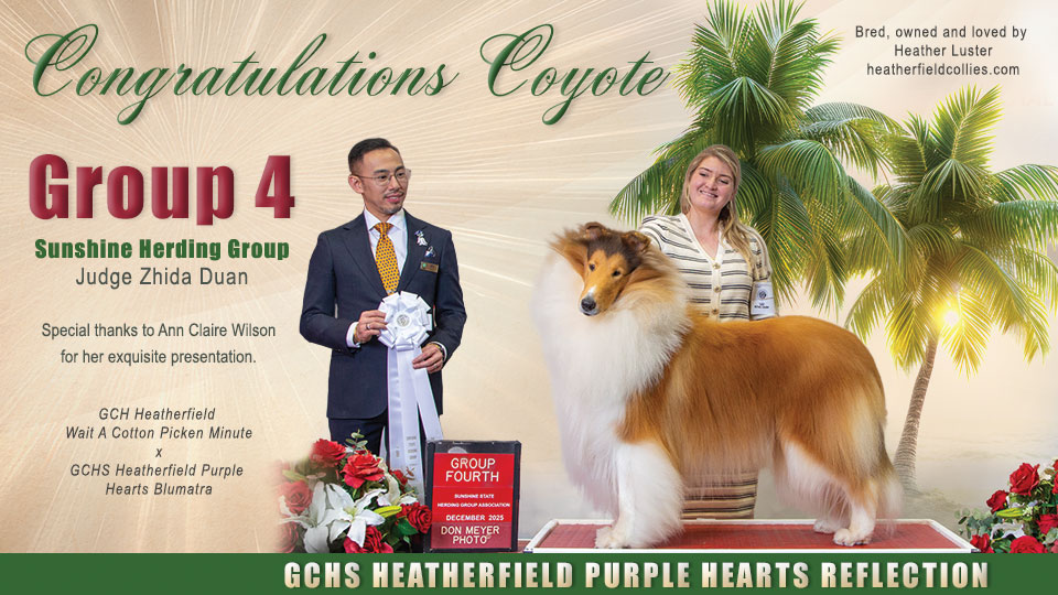 Heatherfield Collies -- GCHS Heatherfield Purple Hearts Reflection