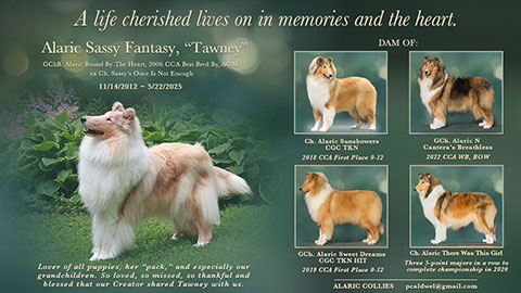 Alaric Collies -- In loving memory of Alaric Sassy Fantasy