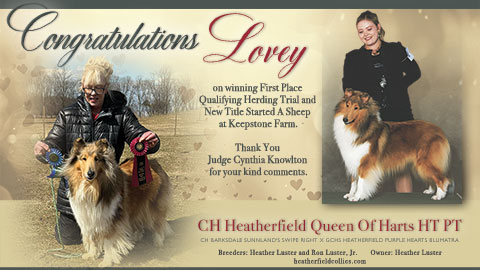 Heatherfield Collies -- CH Heatherfield Queen of Harts