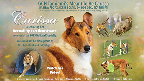 George and Joyce Jackowski -- GCH Tamiami's Meant To Be Carissa RA HSAs FDC AX AXJ XF BCAT DJ DN DDB CGCU TKA FITB FTI