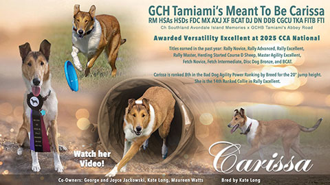 George and Joyce Jackowski -- GCH Tamiami's Meant To Be Carissa RM HSAs HSDs FDC MX AXJ XF BCAT DJ DN DDB CGCU TKA FITB FTI