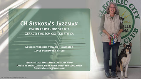 Sinkona Collies -- CH Sinkona's Jazzman CDX BN RE HSAs FDC OAP OJP XFP ACT1 SWE SCM CGC TKN FTN VX
