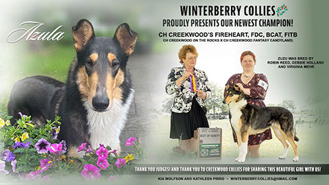 Winterberry Collies -- CH Creekwood's Fireheart FDC BCAT FITB