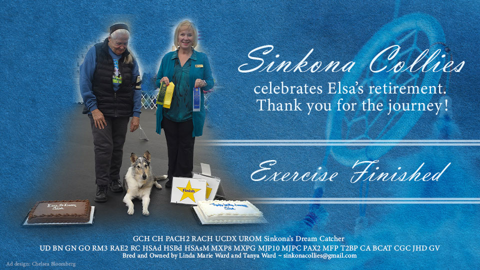 Sinkona Collies -- GCH PACH2 RACH UCDX UROM Sinkona's Dream Catcher UD BN GN GO RM3 RAE2 HSAd HSBd HSAsM MXP8 MXPG MJP10 MJPC PAX2 MFP T2BP CA BCAT CGC JHD GV