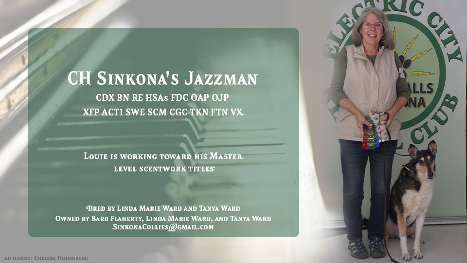 Sinkona Collies -- CH Sinkona's Jazzman CDX BN RE HSAs FDC OAP OJP XFP ACT1 SWE SCM CGC TKN FTN VX