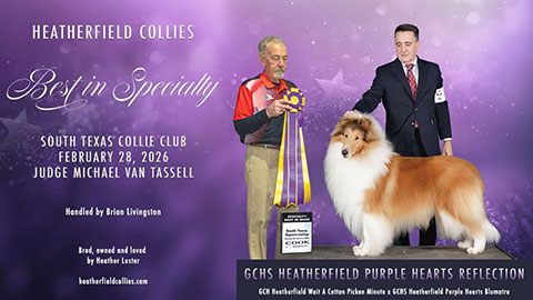 Heatherfield Collies -- GCHS Heatherfield Purple Hearts Reflection