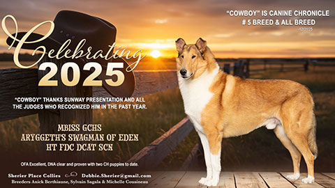 Sherier Place Collies -- GCHS Aryggeth's Swagman Of Eden HT FDC DCAT SCN
