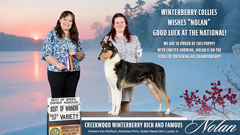 Winterberry Collies -- Creekwood Winterberry Rich And Famous