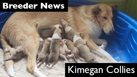 A new litter of puppies at Kimegan Collies, Ossipee, New Hampshire