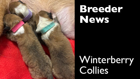 A new litter of puppies at Winterberry Collies, East Haven, Connecticut