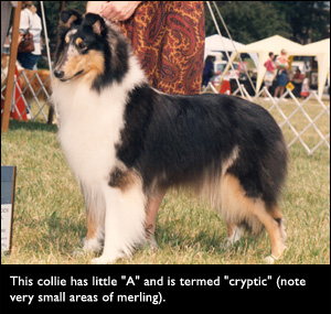 This collie has little "A" and is termed "cryptic" (note very small areas of merling).