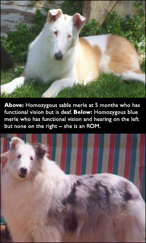 Above: Homozygous sable merle at 5 months who has functional vision but is deaf. Below: Homozygous blue merle who has functional vision and hearing on the left but none on the right -- she is an ROM.